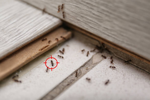 Best Best Pest Control Companies  in Aurora, IN