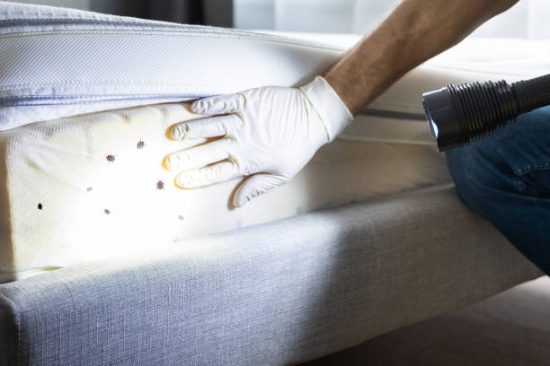 Wasp Removal Services in Aurora, IN